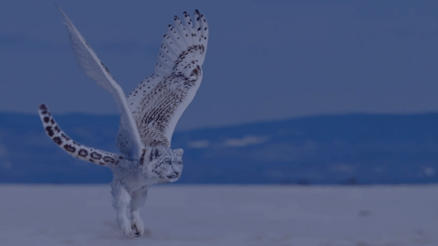 Introducing Hybrid Tables: Transparent Query on ClickHouse® MergeTree and Iceberg Data